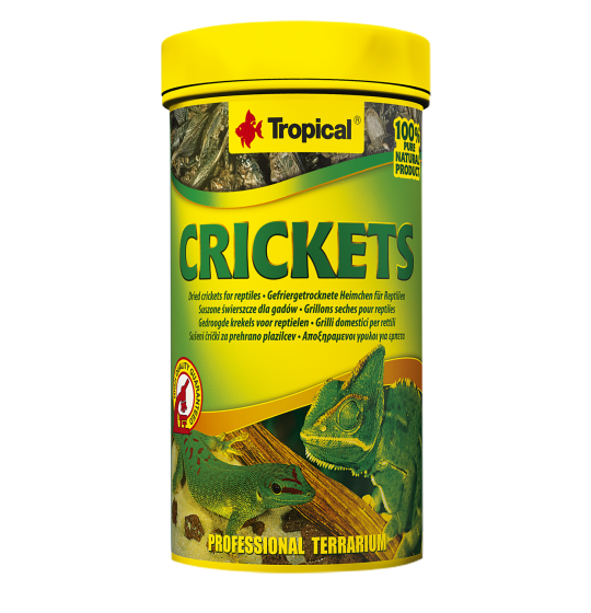TROPICAL Crickets