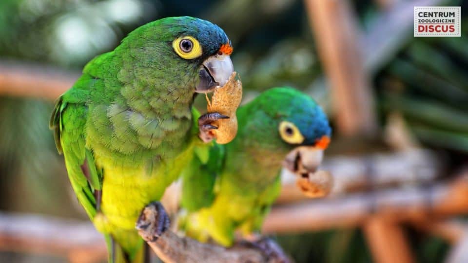 co jedzą papugi