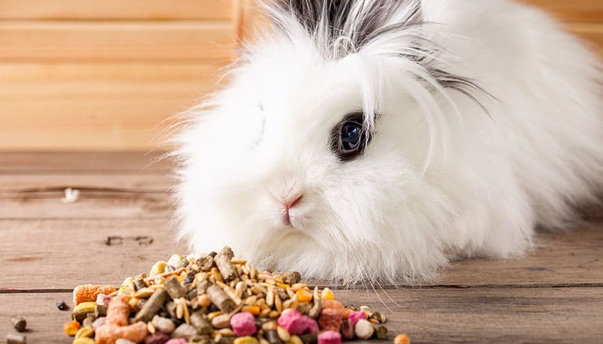Co jedzą króliki domowe - żywienie królika