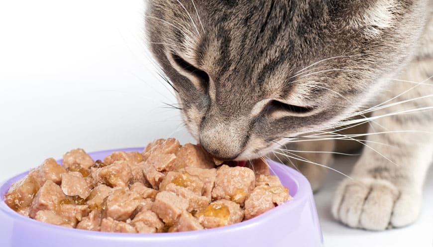Zachecenie kota do jedzenia