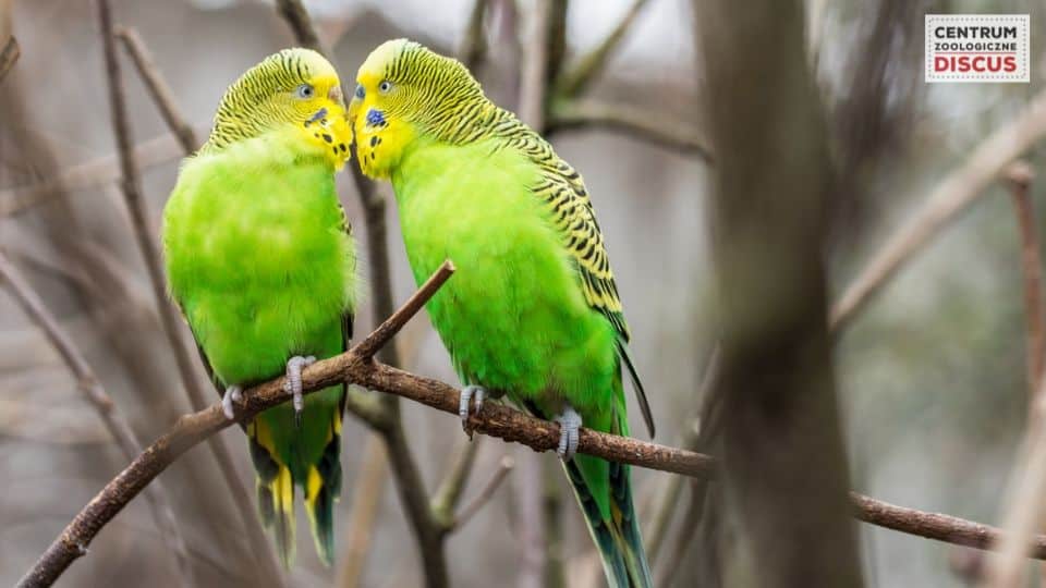 papugi domowe gatunki