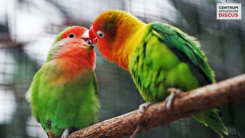 papugi gatunki