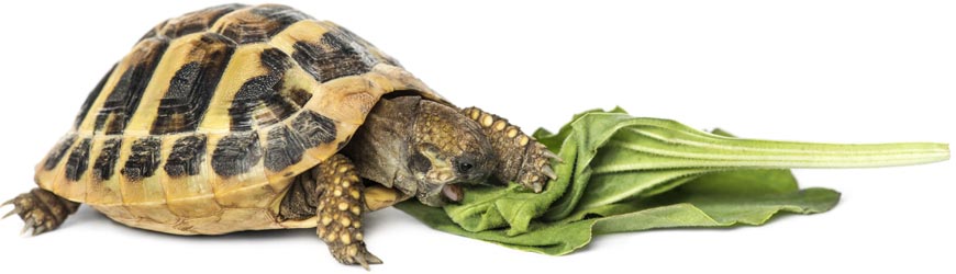 żółw stepowy pokarm