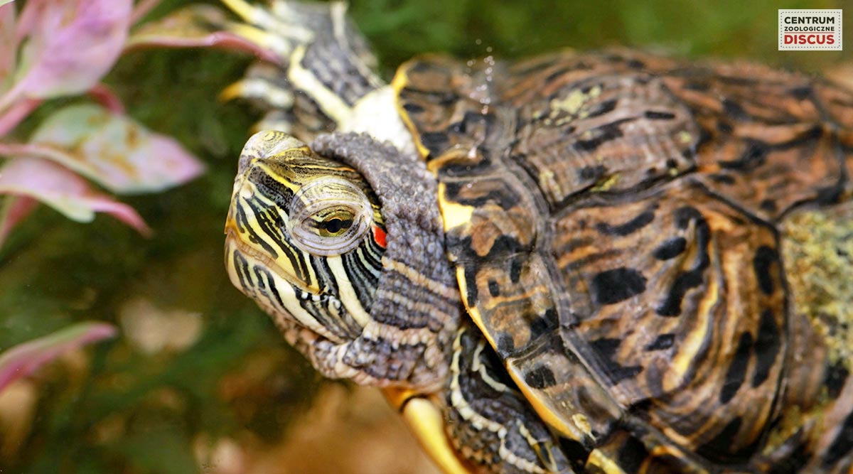 żółw wodno-lądowy ile żyje