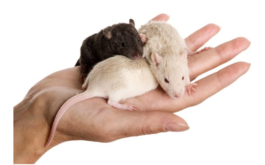 Szczur domowy - przyjaciel czy szkodnik?