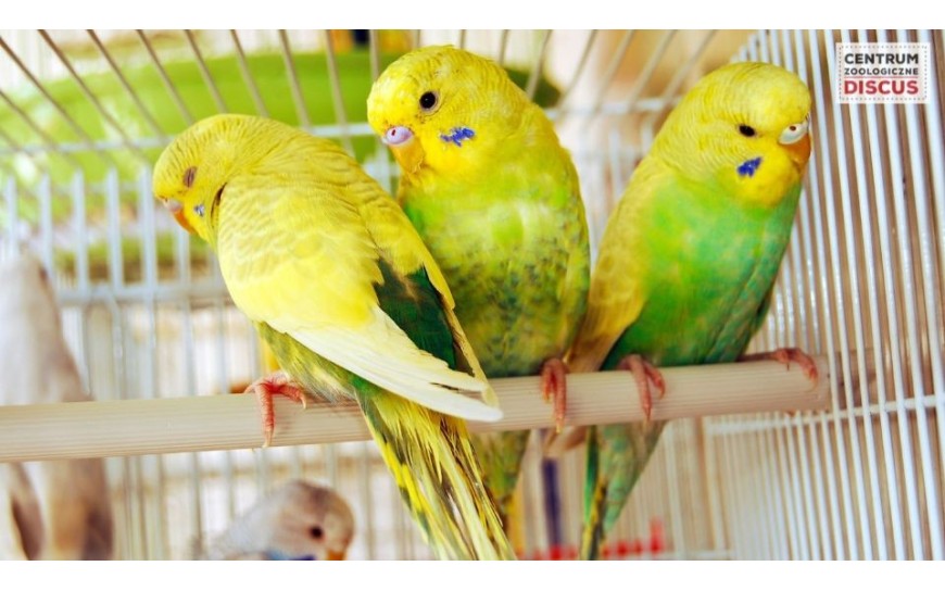 Domowe papugi gatunki ceny Jak wybrać Ile żyje Ara Nimfa Żako Falista
