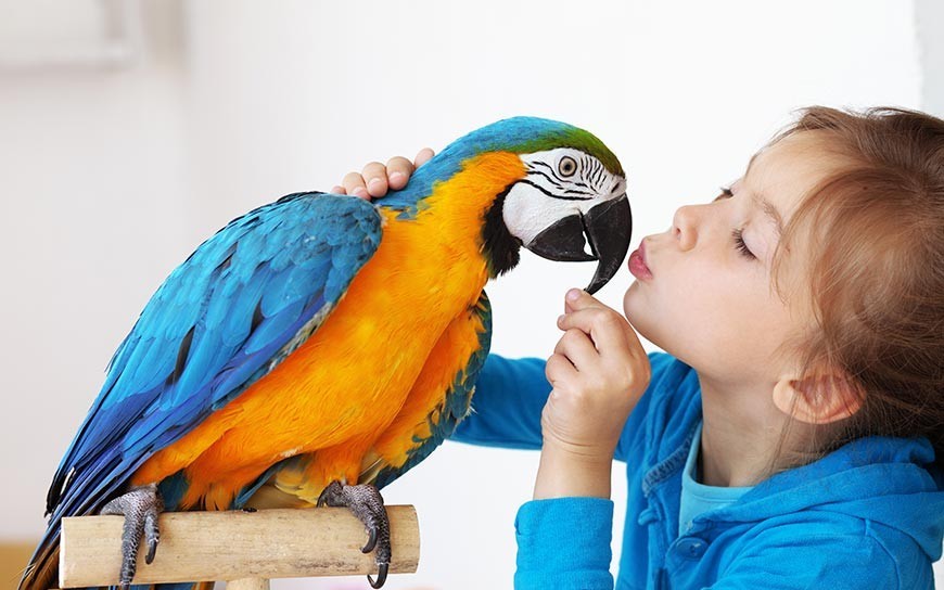 Jak oswoić papugę - oswajanie papug falistych