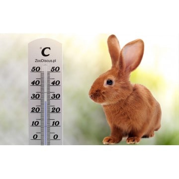 Jak ochłodzić królika w upalne dni - przegrzanie królika objawy