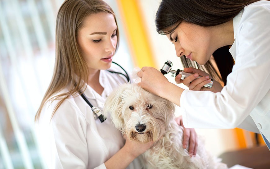 Alergia u psa objawy alergii skórnej i pokarmowej
