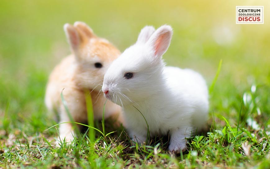 Wyprawka dla królika Klatka Zabawki Domek Kuweta Paśnik Co je królik