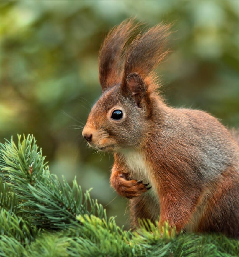 Ipsum cursus vestibulum at interdum Vivamus